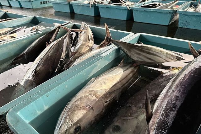 Boxes of bonito at Owase Port