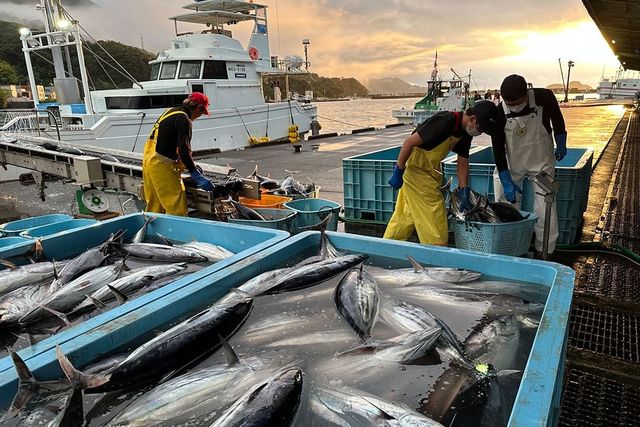 Bonito being landed at Owase Port